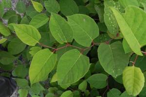 Japanse Duizendknoop Bladeren